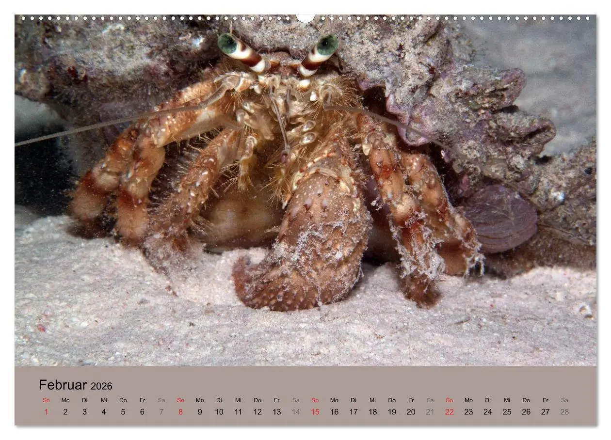 Bild: 9783516121018 | Meerestiere unter der Lupe - Unterwasserkalender (Wandkalender 2026...