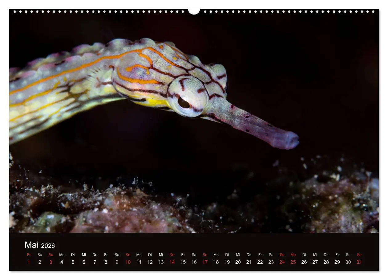 Bild: 9783516121018 | Meerestiere unter der Lupe - Unterwasserkalender (Wandkalender 2026...