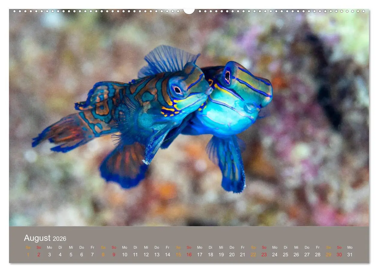 Bild: 9783516121018 | Meerestiere unter der Lupe - Unterwasserkalender (Wandkalender 2026...