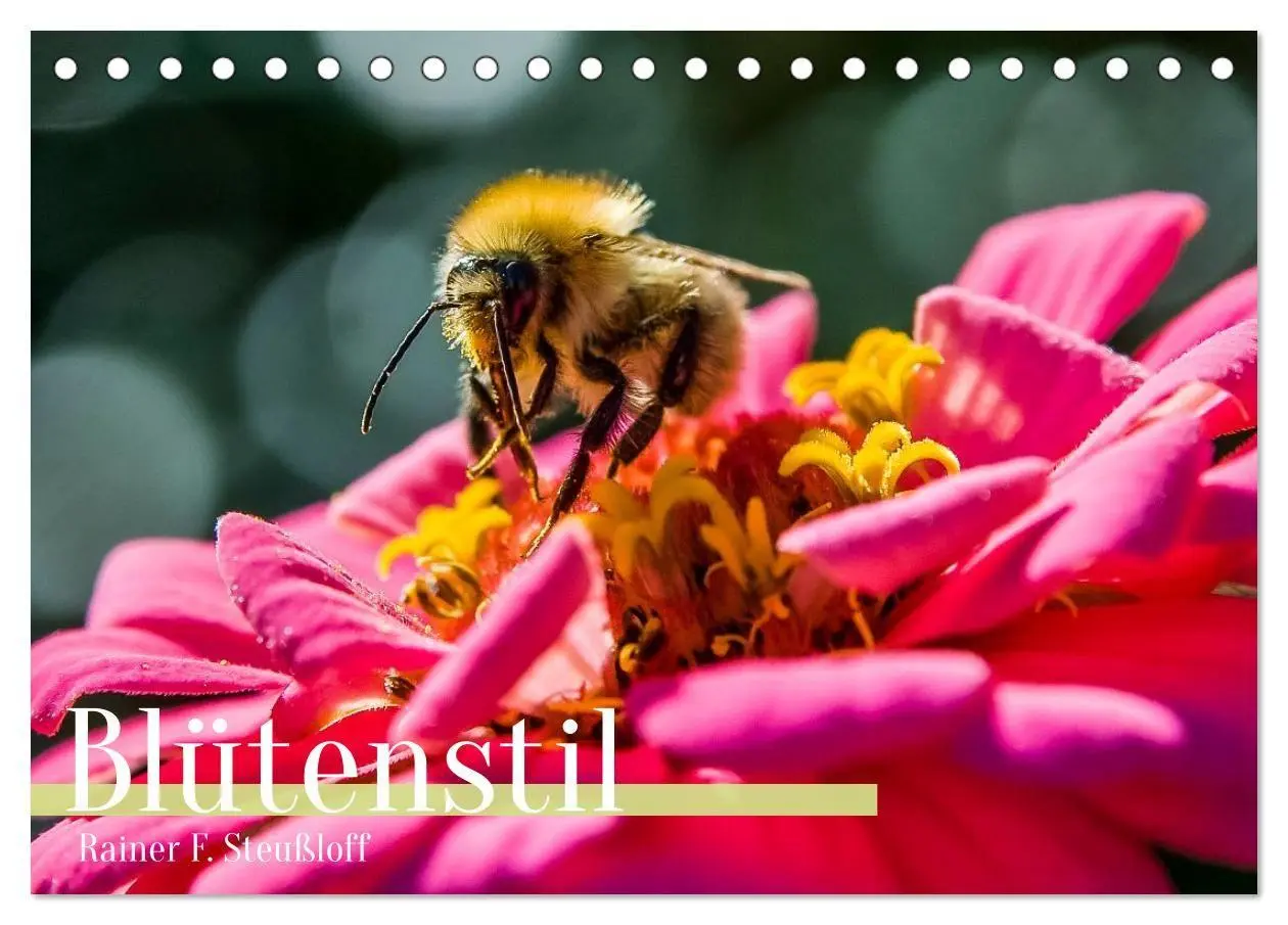 Cover: 9783516671018 | Blütenstil (Tischkalender 2026 DIN A5 quer), CALVENDO Monatskalender