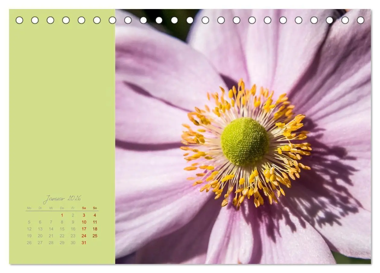 Bild: 9783516671018 | Blütenstil (Tischkalender 2026 DIN A5 quer), CALVENDO Monatskalender