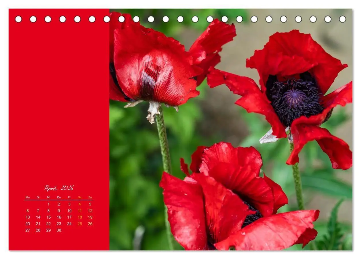 Bild: 9783516671018 | Blütenstil (Tischkalender 2026 DIN A5 quer), CALVENDO Monatskalender