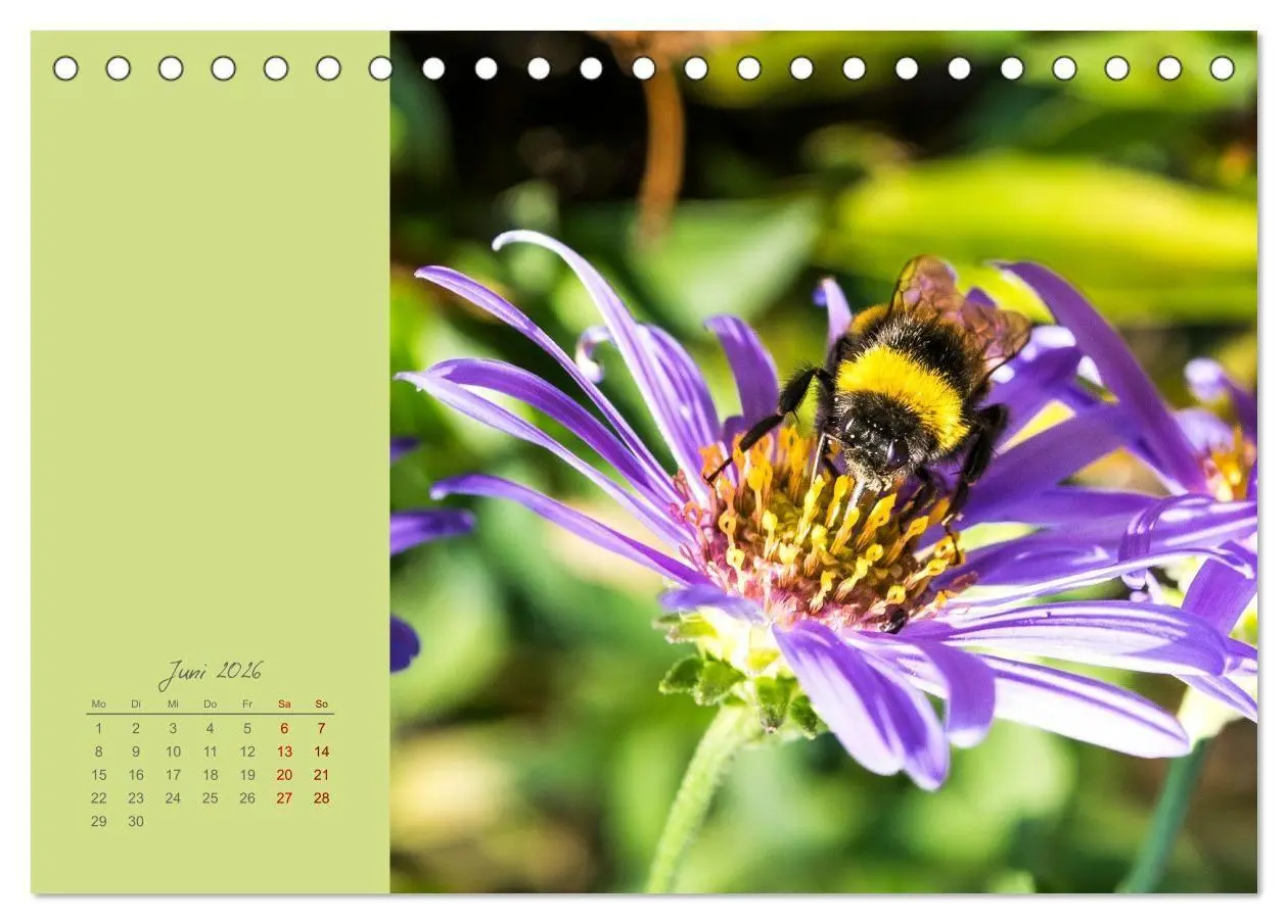 Bild: 9783516671018 | Blütenstil (Tischkalender 2026 DIN A5 quer), CALVENDO Monatskalender