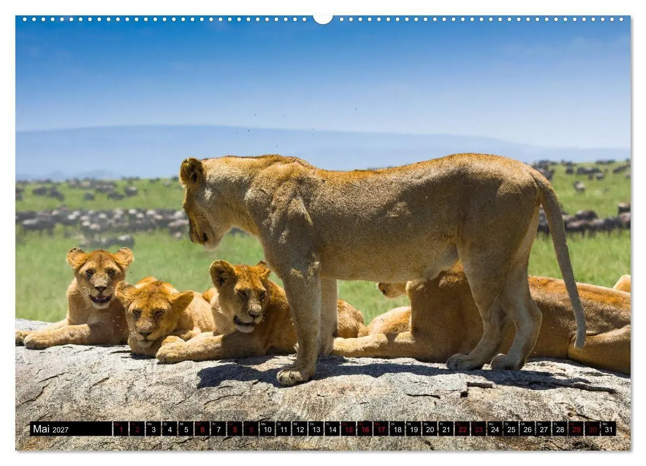 Bild: 9783569761018 | Tansania - Tierwanderung in der Serengeti (Wandkalender 2027 DIN A2...