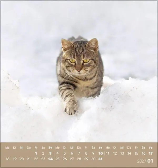 Bild: 9783819301018 | Schmusekatzen 2027 | aufstellbarer Postkartenkalender | Verlag Korsch