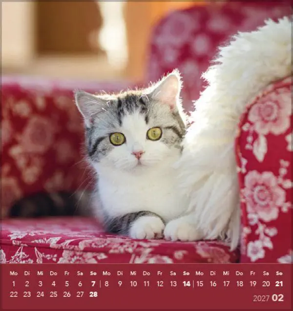 Bild: 9783819301018 | Schmusekatzen 2027 | aufstellbarer Postkartenkalender | Verlag Korsch