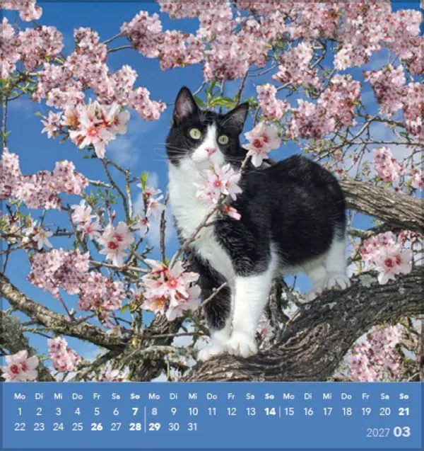 Bild: 9783819301018 | Schmusekatzen 2027 | aufstellbarer Postkartenkalender | Verlag Korsch