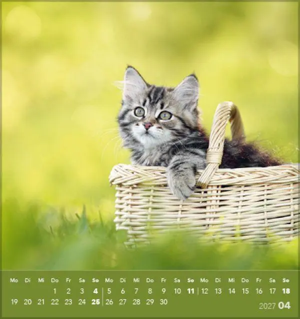 Bild: 9783819301018 | Schmusekatzen 2027 | aufstellbarer Postkartenkalender | Verlag Korsch