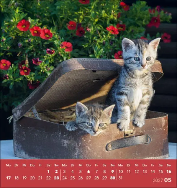Bild: 9783819301018 | Schmusekatzen 2027 | aufstellbarer Postkartenkalender | Verlag Korsch