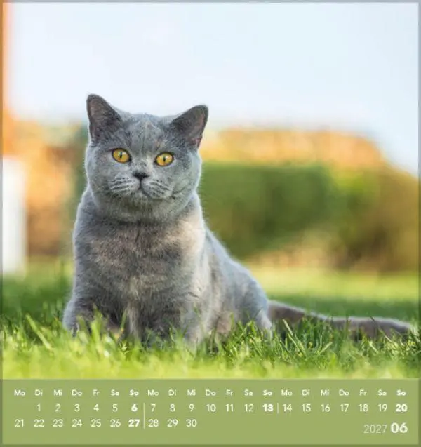 Bild: 9783819301018 | Schmusekatzen 2027 | aufstellbarer Postkartenkalender | Verlag Korsch