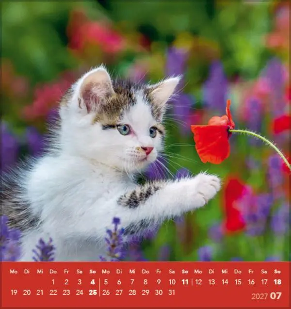 Bild: 9783819301018 | Schmusekatzen 2027 | aufstellbarer Postkartenkalender | Verlag Korsch