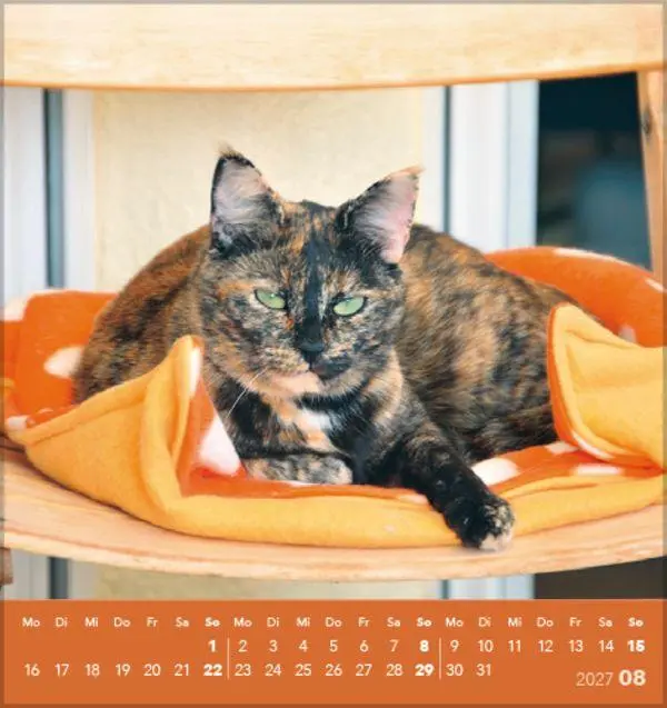 Bild: 9783819301018 | Schmusekatzen 2027 | aufstellbarer Postkartenkalender | Verlag Korsch