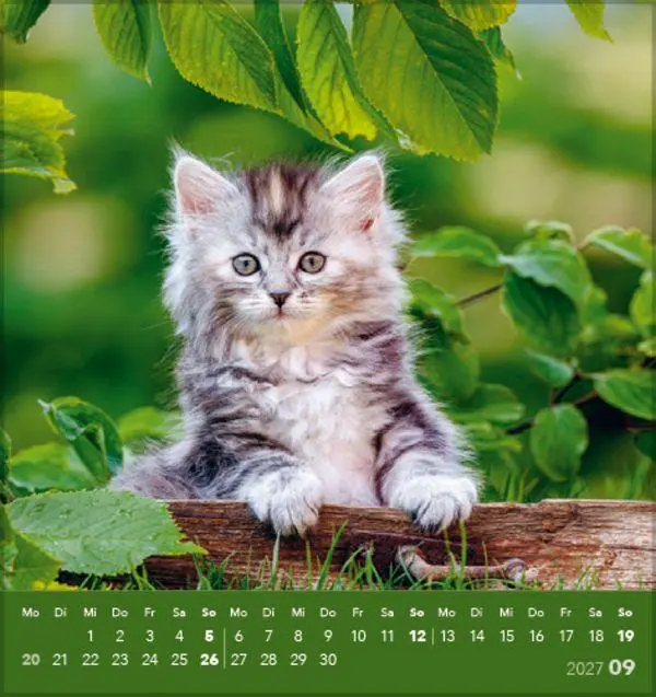 Bild: 9783819301018 | Schmusekatzen 2027 | aufstellbarer Postkartenkalender | Verlag Korsch