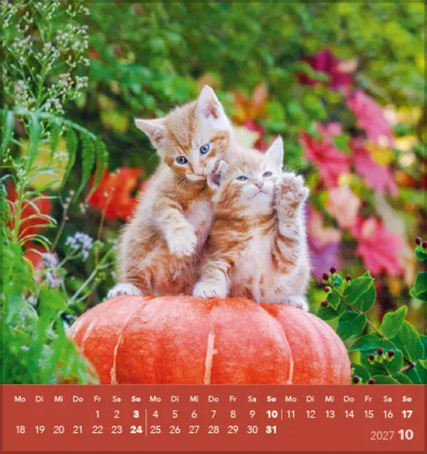 Bild: 9783819301018 | Schmusekatzen 2027 | aufstellbarer Postkartenkalender | Verlag Korsch