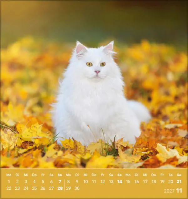Bild: 9783819301018 | Schmusekatzen 2027 | aufstellbarer Postkartenkalender | Verlag Korsch
