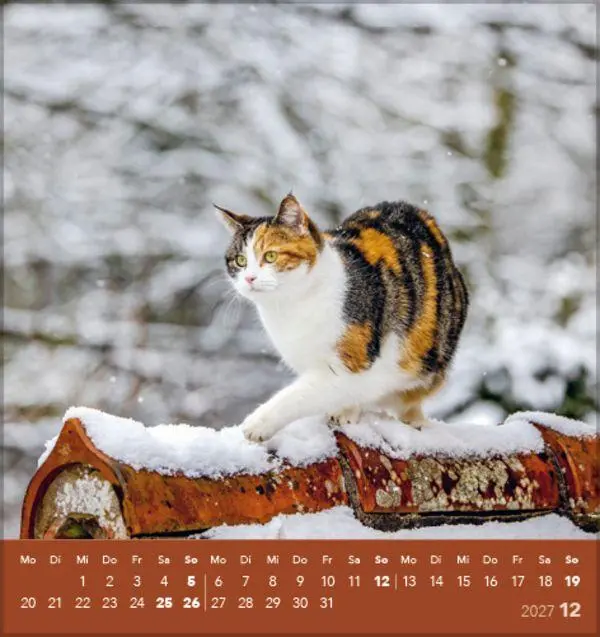 Bild: 9783819301018 | Schmusekatzen 2027 | aufstellbarer Postkartenkalender | Verlag Korsch