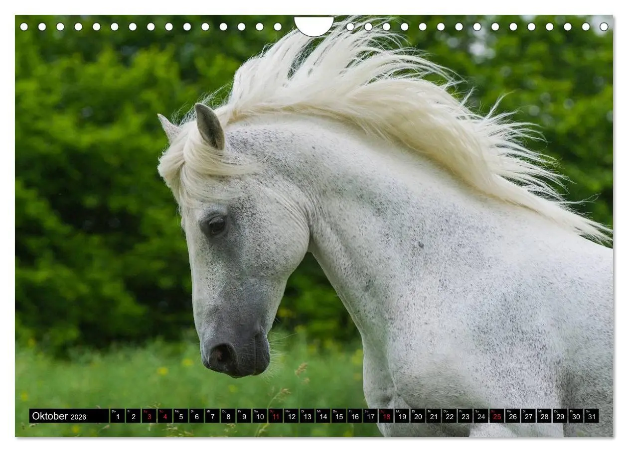 Bild: 9783516031218 | Traumpferd Lipizzaner (Wandkalender 2026 DIN A4 quer), CALVENDO...