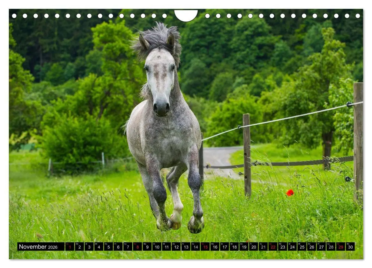 Bild: 9783516031218 | Traumpferd Lipizzaner (Wandkalender 2026 DIN A4 quer), CALVENDO...