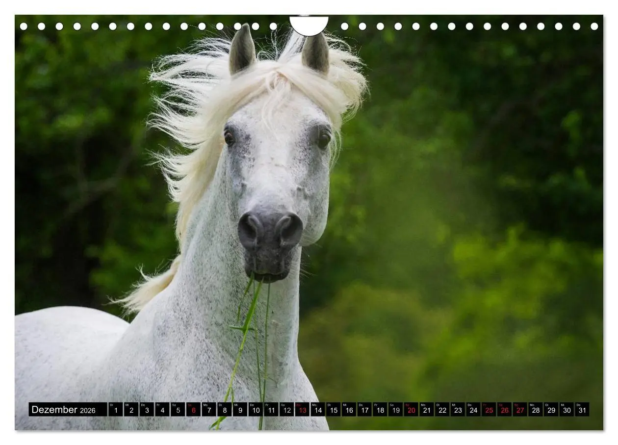 Bild: 9783516031218 | Traumpferd Lipizzaner (Wandkalender 2026 DIN A4 quer), CALVENDO...