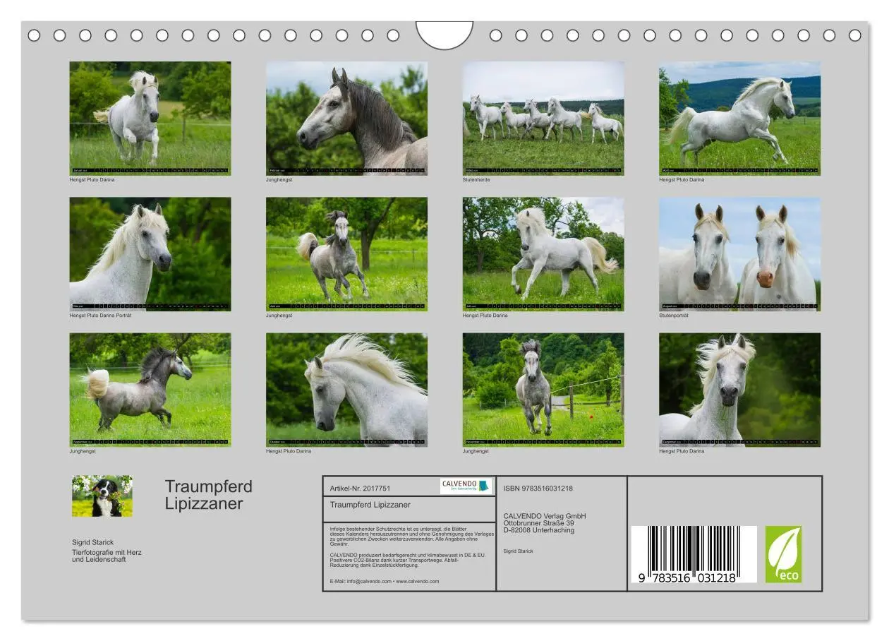 Bild: 9783516031218 | Traumpferd Lipizzaner (Wandkalender 2026 DIN A4 quer), CALVENDO...