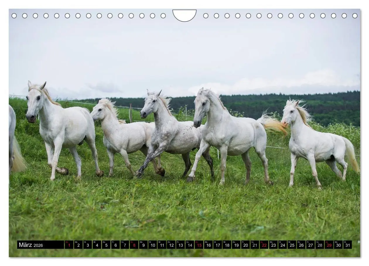Bild: 9783516031218 | Traumpferd Lipizzaner (Wandkalender 2026 DIN A4 quer), CALVENDO...