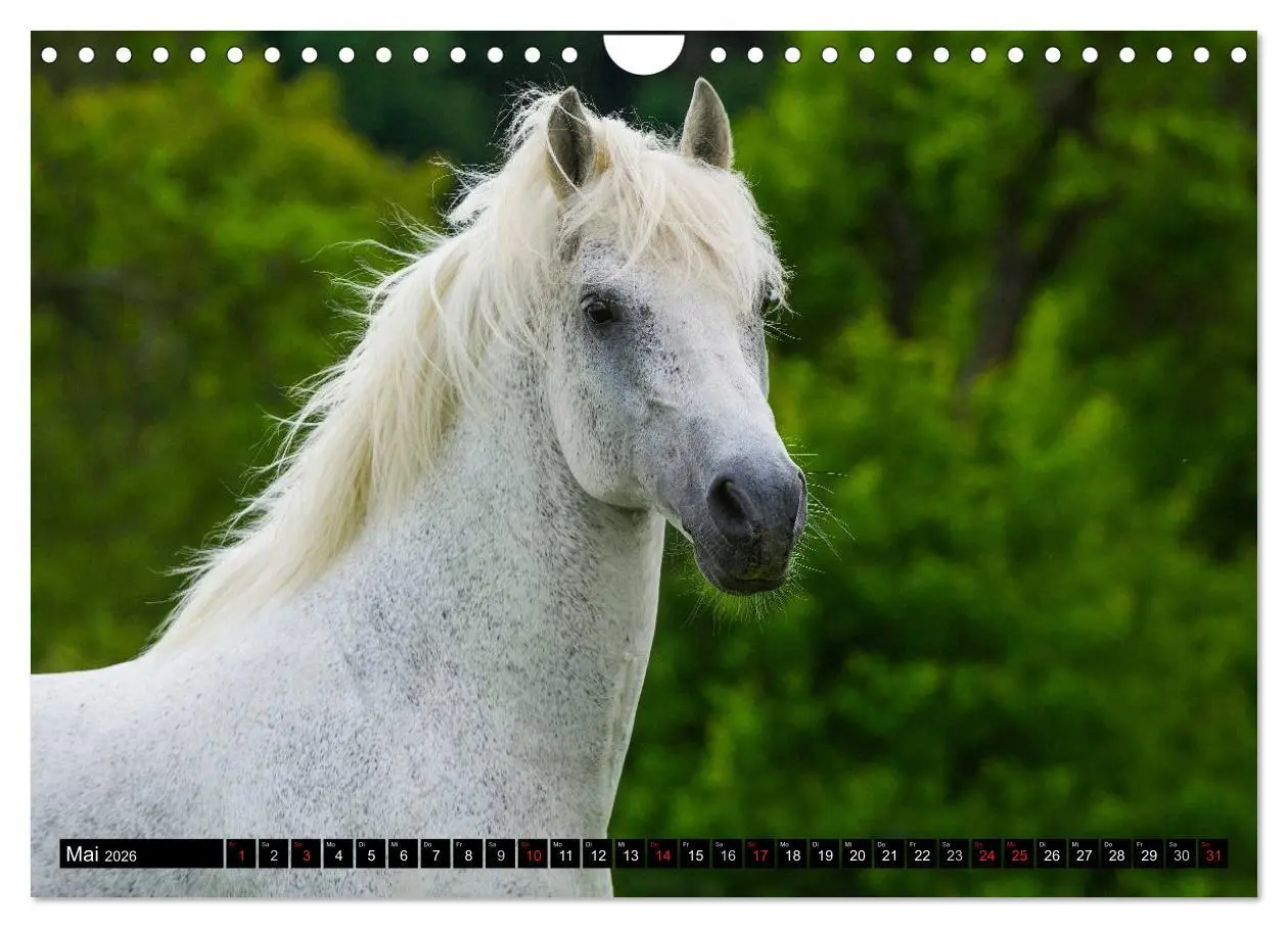 Bild: 9783516031218 | Traumpferd Lipizzaner (Wandkalender 2026 DIN A4 quer), CALVENDO...