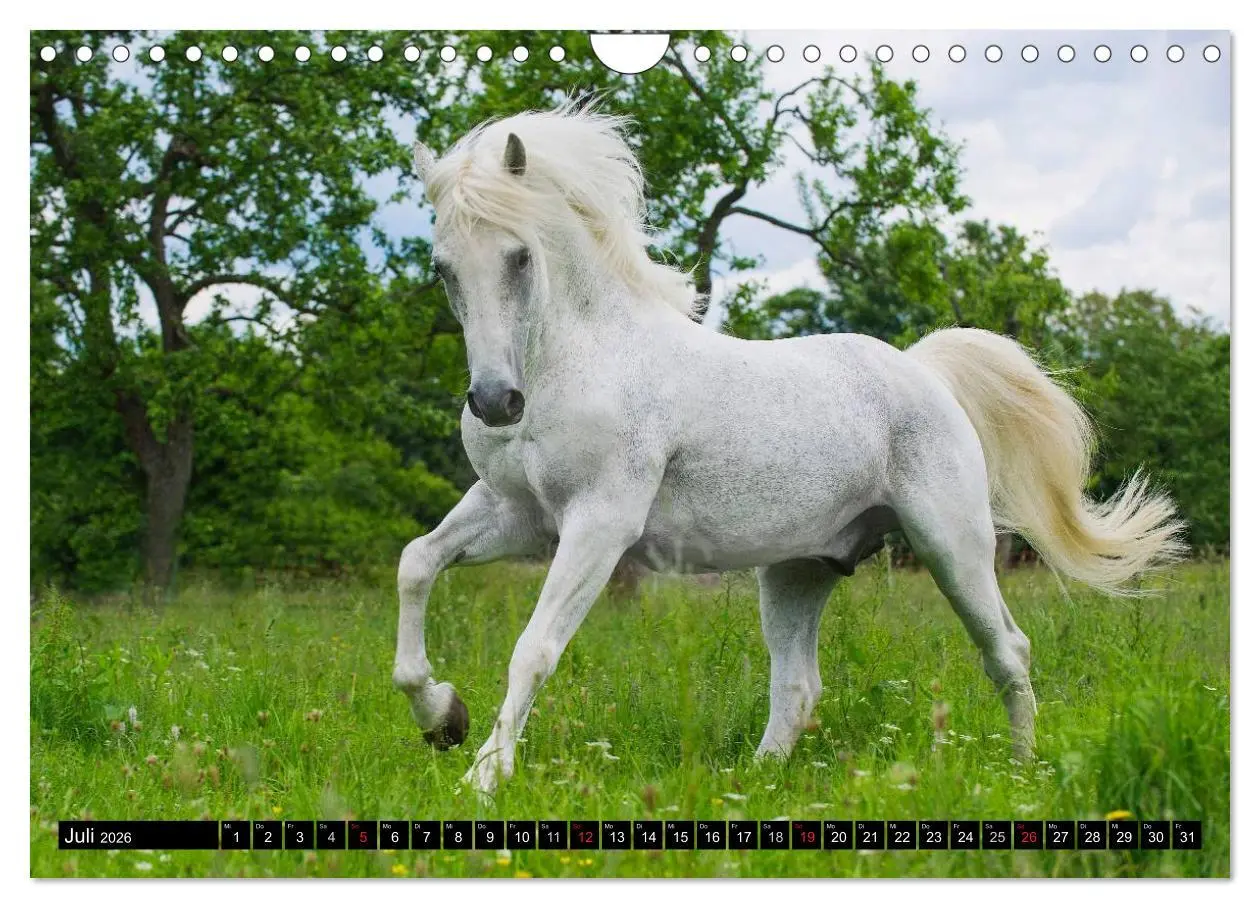 Bild: 9783516031218 | Traumpferd Lipizzaner (Wandkalender 2026 DIN A4 quer), CALVENDO...