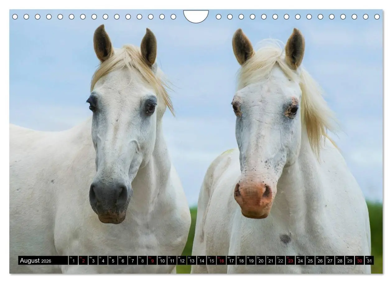 Bild: 9783516031218 | Traumpferd Lipizzaner (Wandkalender 2026 DIN A4 quer), CALVENDO...