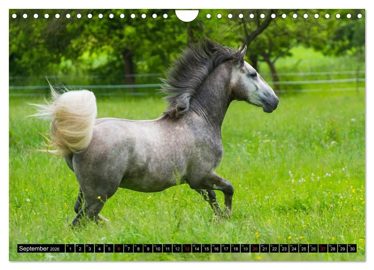 Bild: 9783516031218 | Traumpferd Lipizzaner (Wandkalender 2026 DIN A4 quer), CALVENDO...