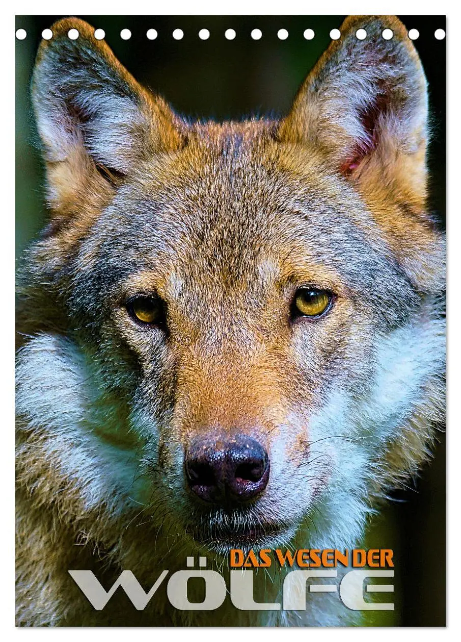 Cover: 9783516341218 | Das Wesen der Wölfe (Tischkalender 2026 DIN A5 hoch), CALVENDO...