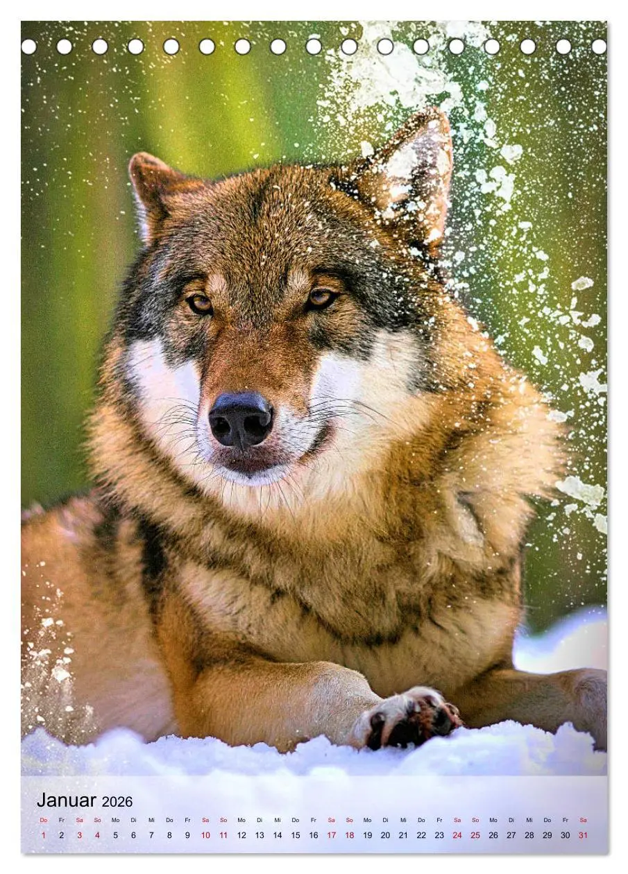 Bild: 9783516341218 | Das Wesen der Wölfe (Tischkalender 2026 DIN A5 hoch), CALVENDO...