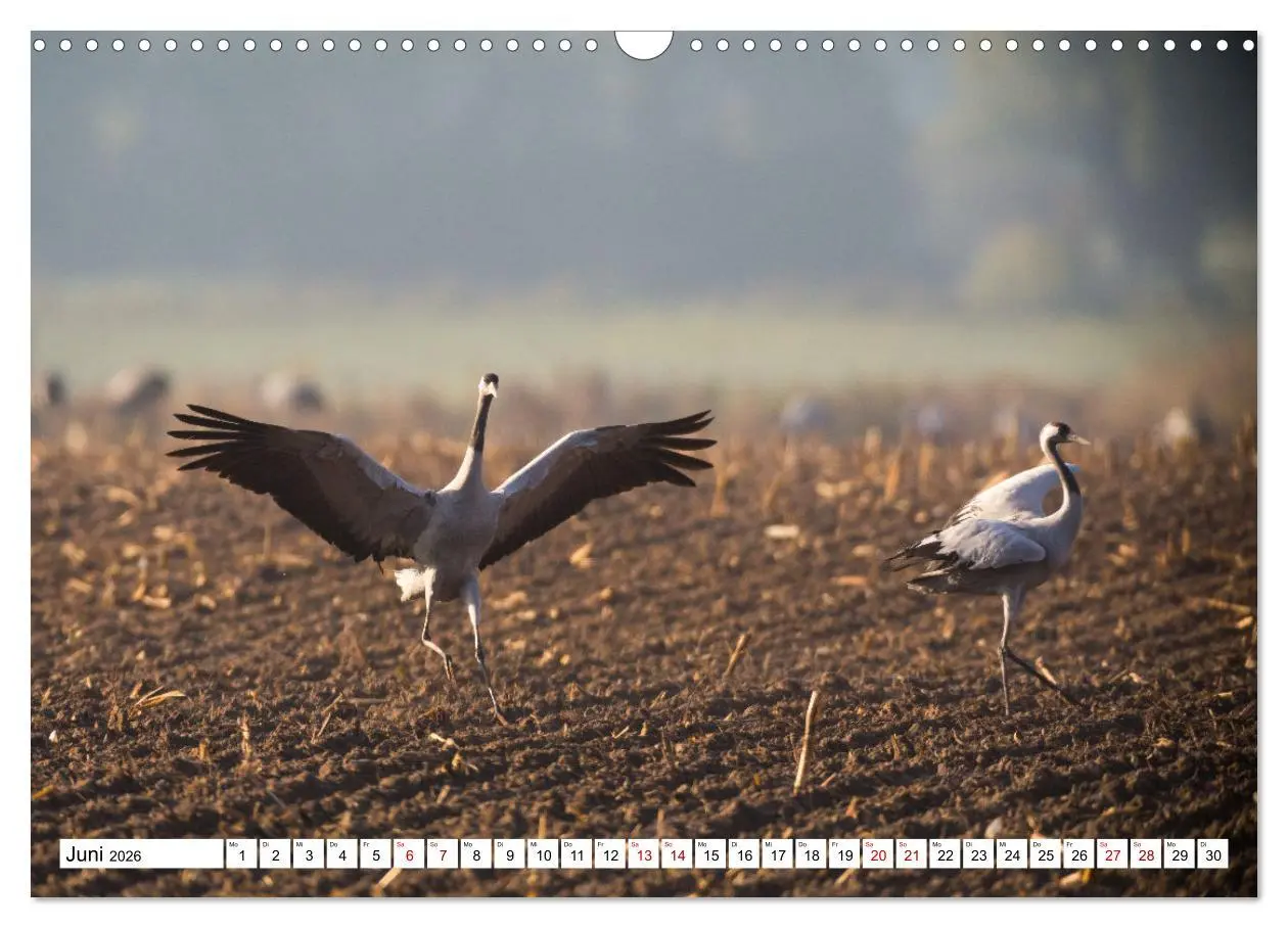 Bild: 9783457551318 | Bei den Kranichen (Wandkalender 2026 DIN A3 quer), CALVENDO...