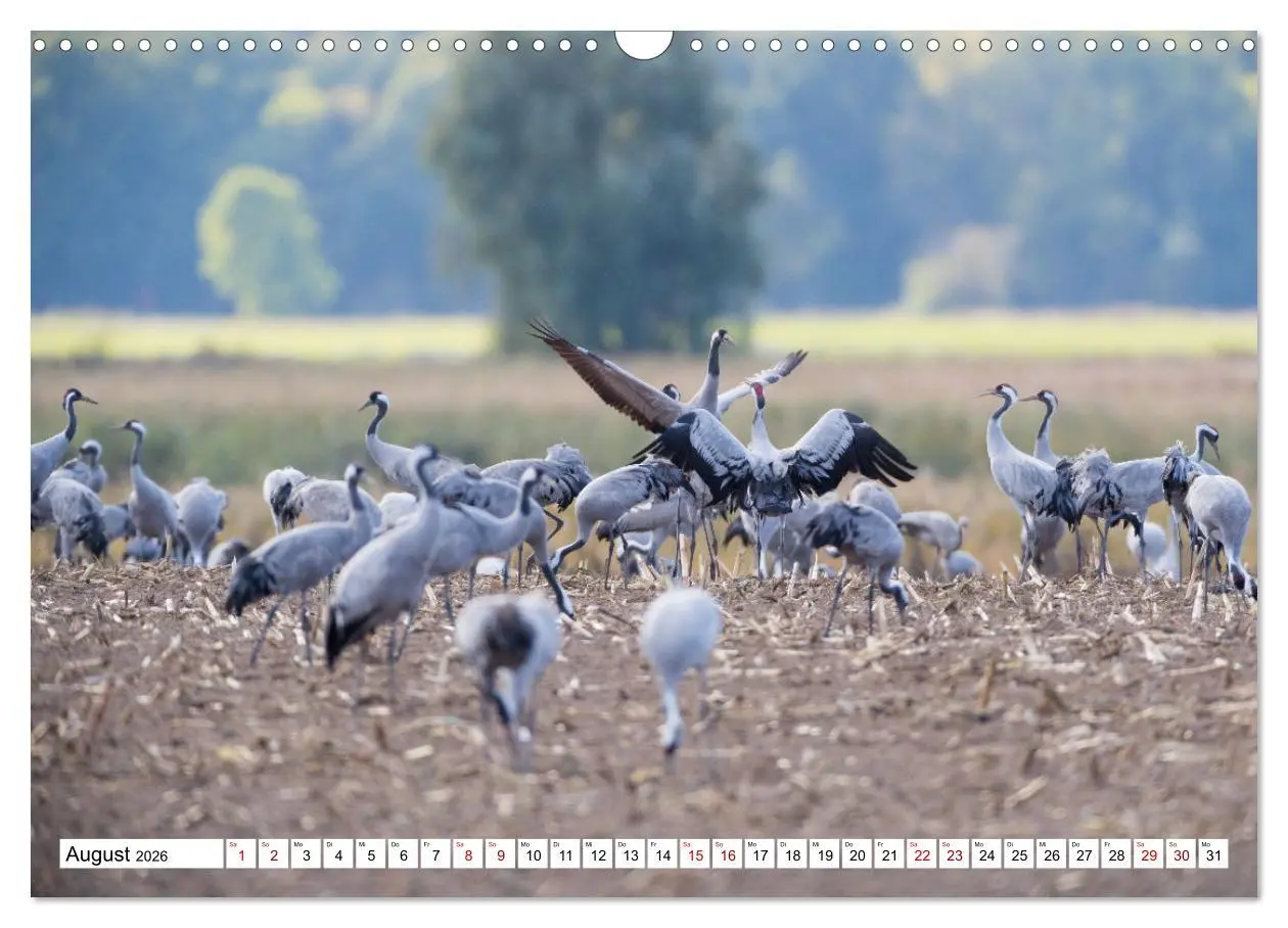 Bild: 9783457551318 | Bei den Kranichen (Wandkalender 2026 DIN A3 quer), CALVENDO...