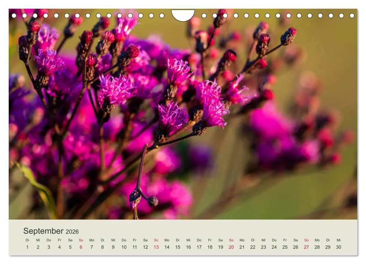 Bild: 9783457861318 | Appalachen - Süd (Wandkalender 2026 DIN A4 quer), CALVENDO...