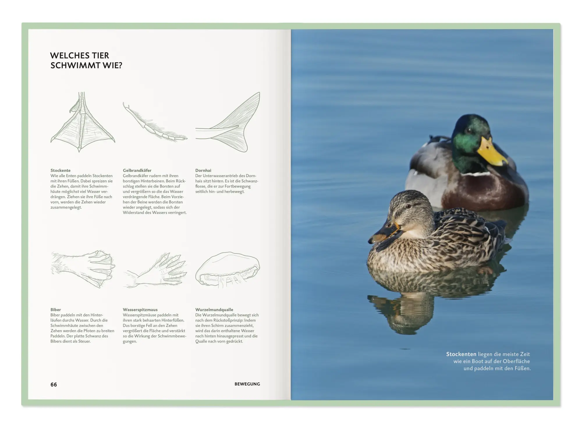 Bild: 9783968491318 | Die Botschaft der Wildtiere | Deutsche Wildtier Stiftung | Taschenbuch