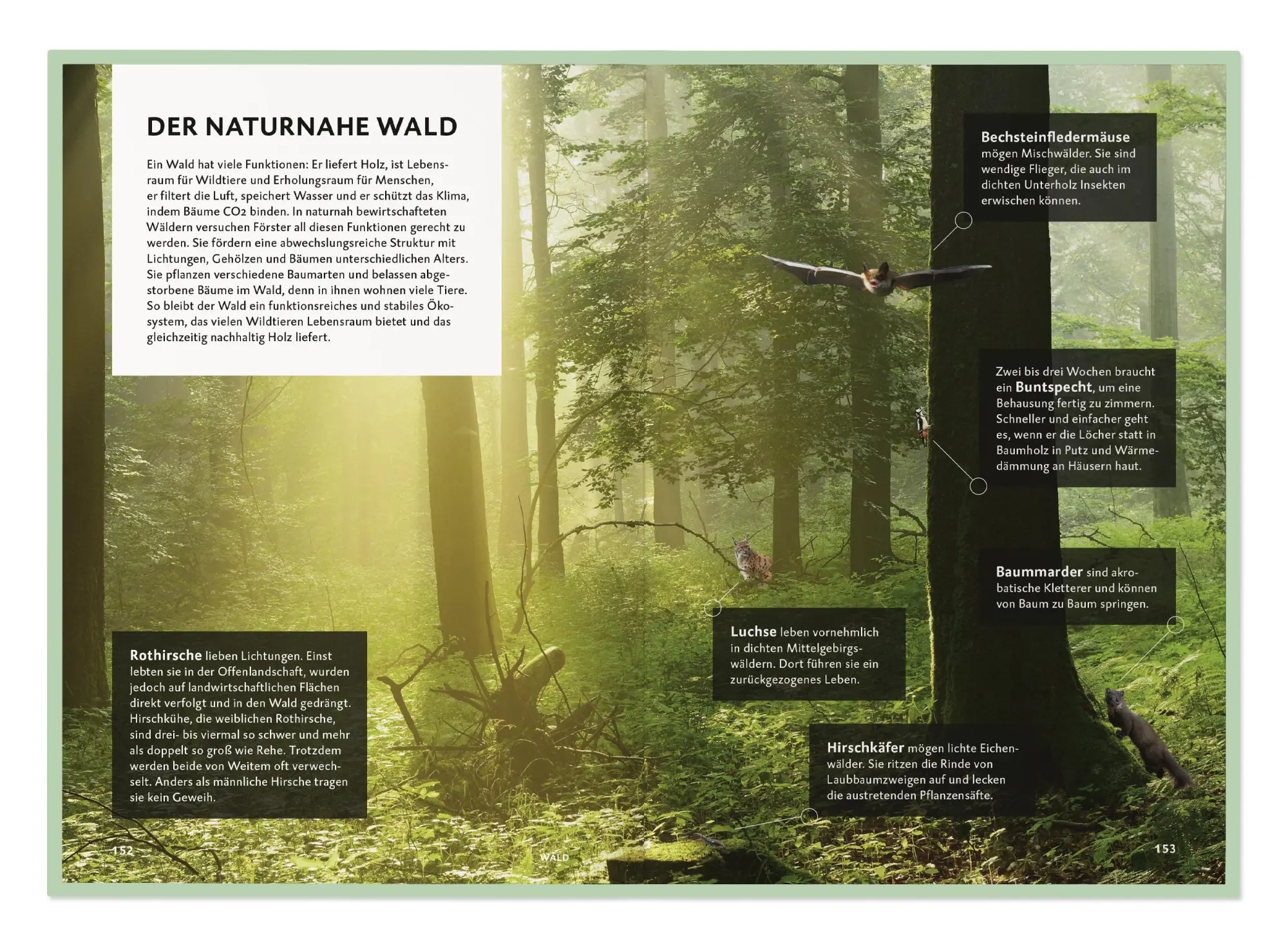 Bild: 9783968491318 | Die Botschaft der Wildtiere | Deutsche Wildtier Stiftung | Taschenbuch