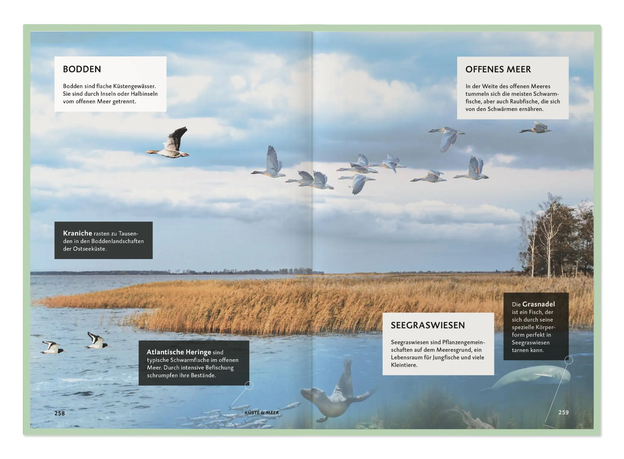 Bild: 9783968491318 | Die Botschaft der Wildtiere | Deutsche Wildtier Stiftung | Taschenbuch
