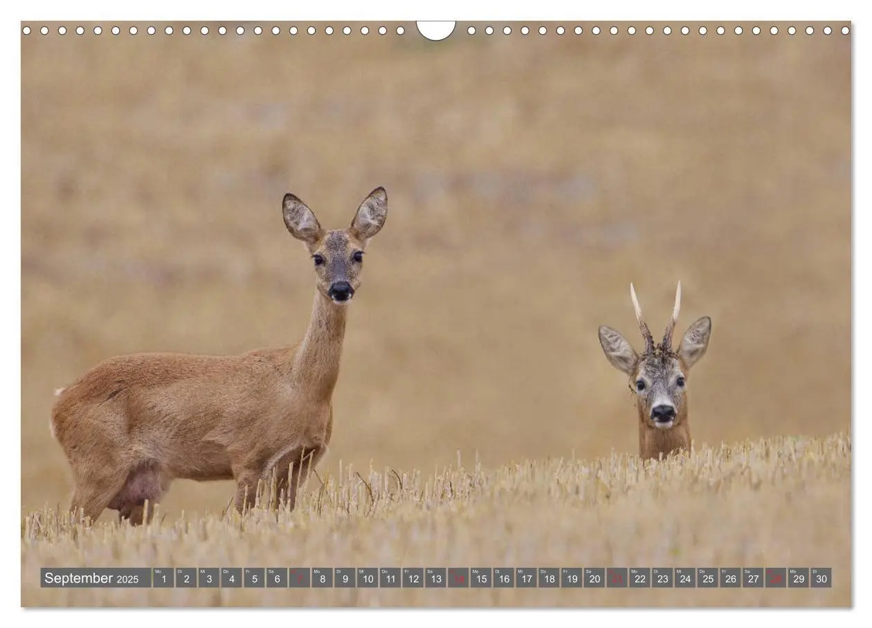 Bild: 9783435201518 | Zauberhafte Schwalm (Wandkalender 2025 DIN A3 quer), CALVENDO...