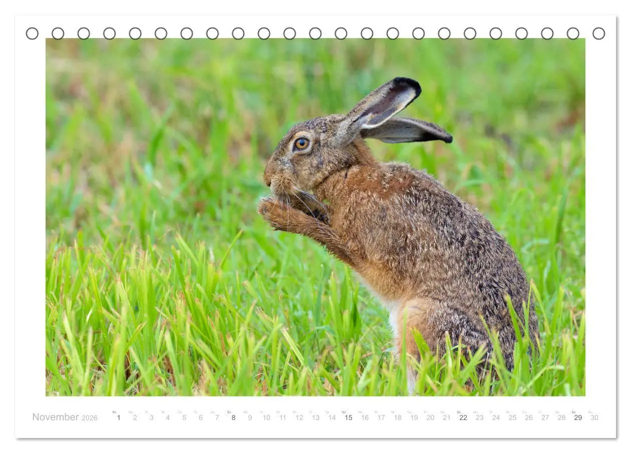 Bild: 9783457761618 | Der Feldhase (Tischkalender 2026 DIN A5 quer), CALVENDO Monatskalender