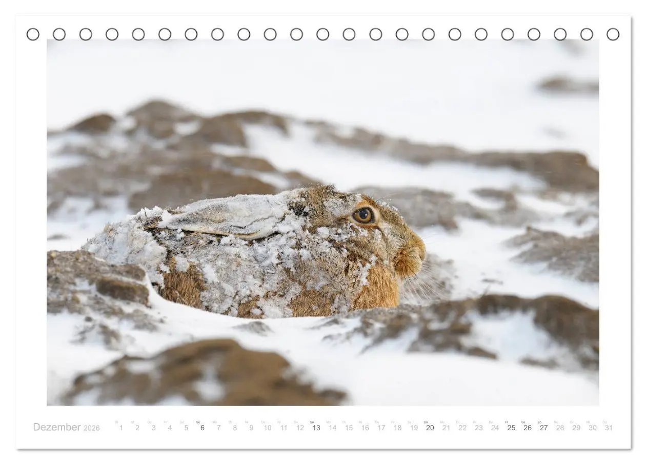 Bild: 9783457761618 | Der Feldhase (Tischkalender 2026 DIN A5 quer), CALVENDO Monatskalender