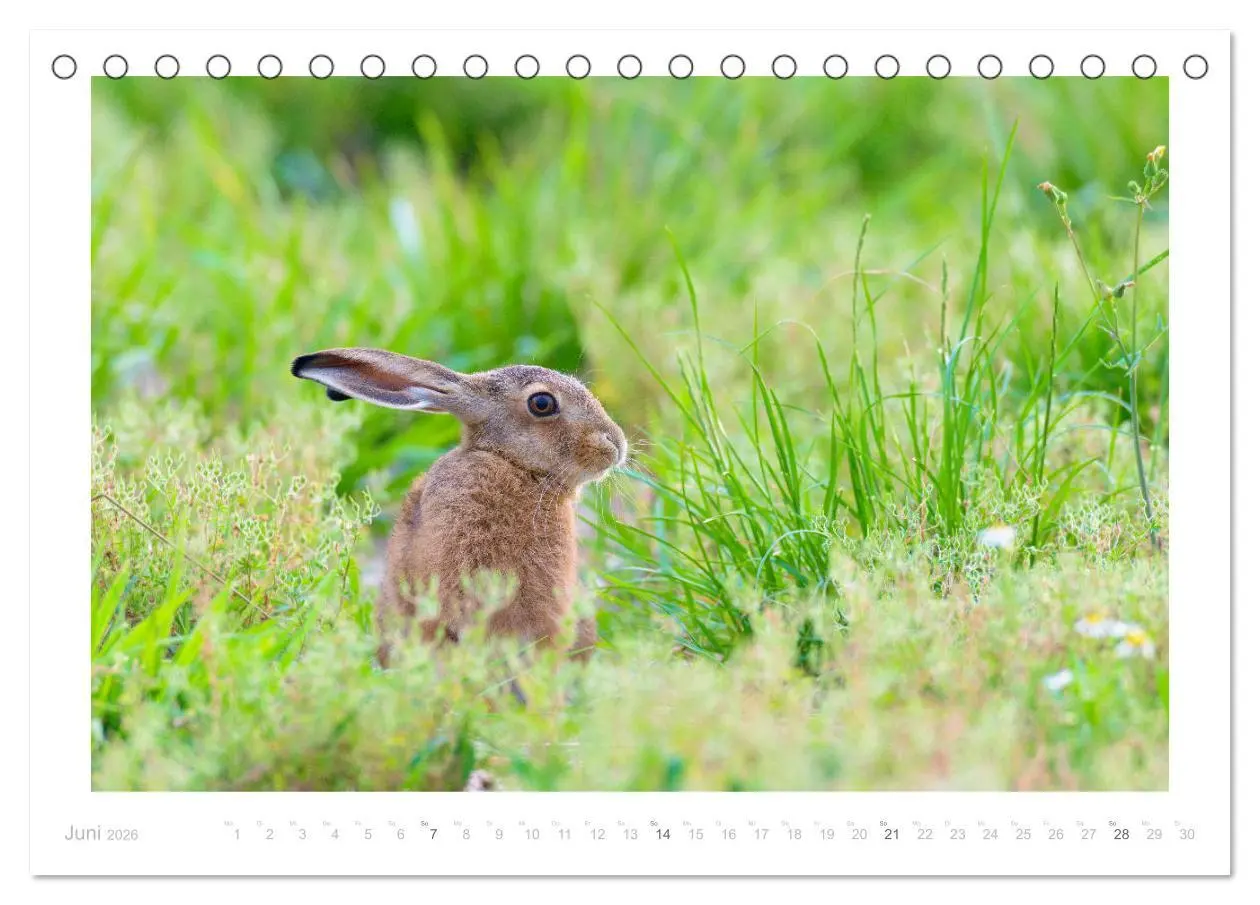 Bild: 9783457761618 | Der Feldhase (Tischkalender 2026 DIN A5 quer), CALVENDO Monatskalender