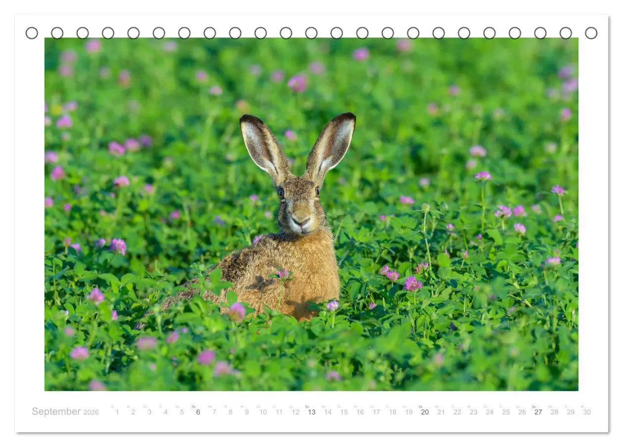 Bild: 9783457761618 | Der Feldhase (Tischkalender 2026 DIN A5 quer), CALVENDO Monatskalender