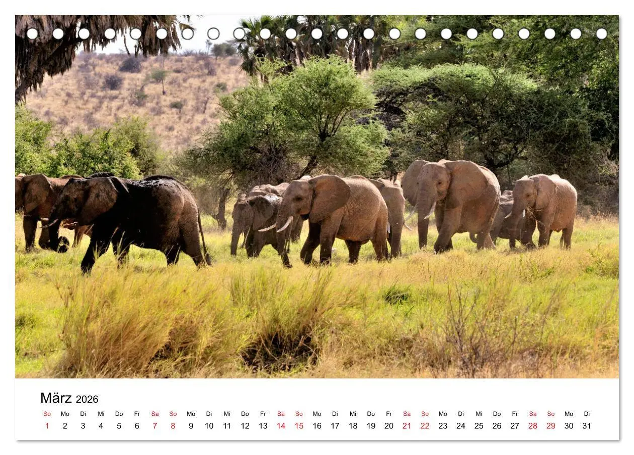 Bild: 9783457901618 | Elefanten Afrikas (Tischkalender 2026 DIN A5 quer), CALVENDO...