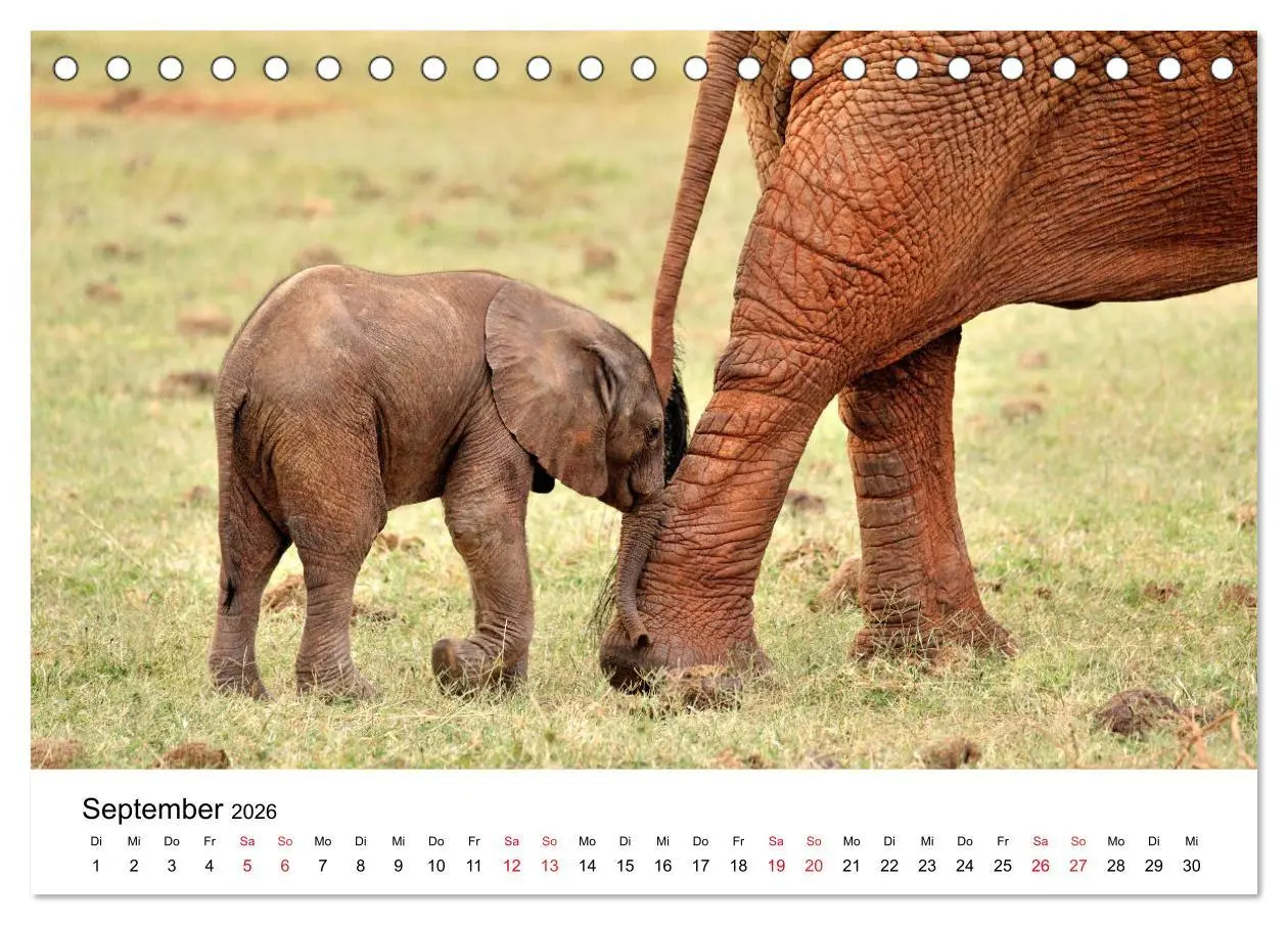 Bild: 9783457901618 | Elefanten Afrikas (Tischkalender 2026 DIN A5 quer), CALVENDO...