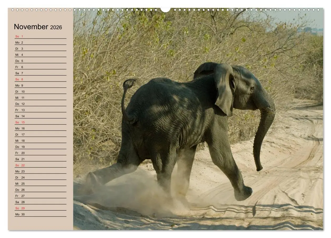 Bild: 9783457991718 | Elefanten. Sensible Rüsseltiere (Wandkalender 2026 DIN A2 quer),...