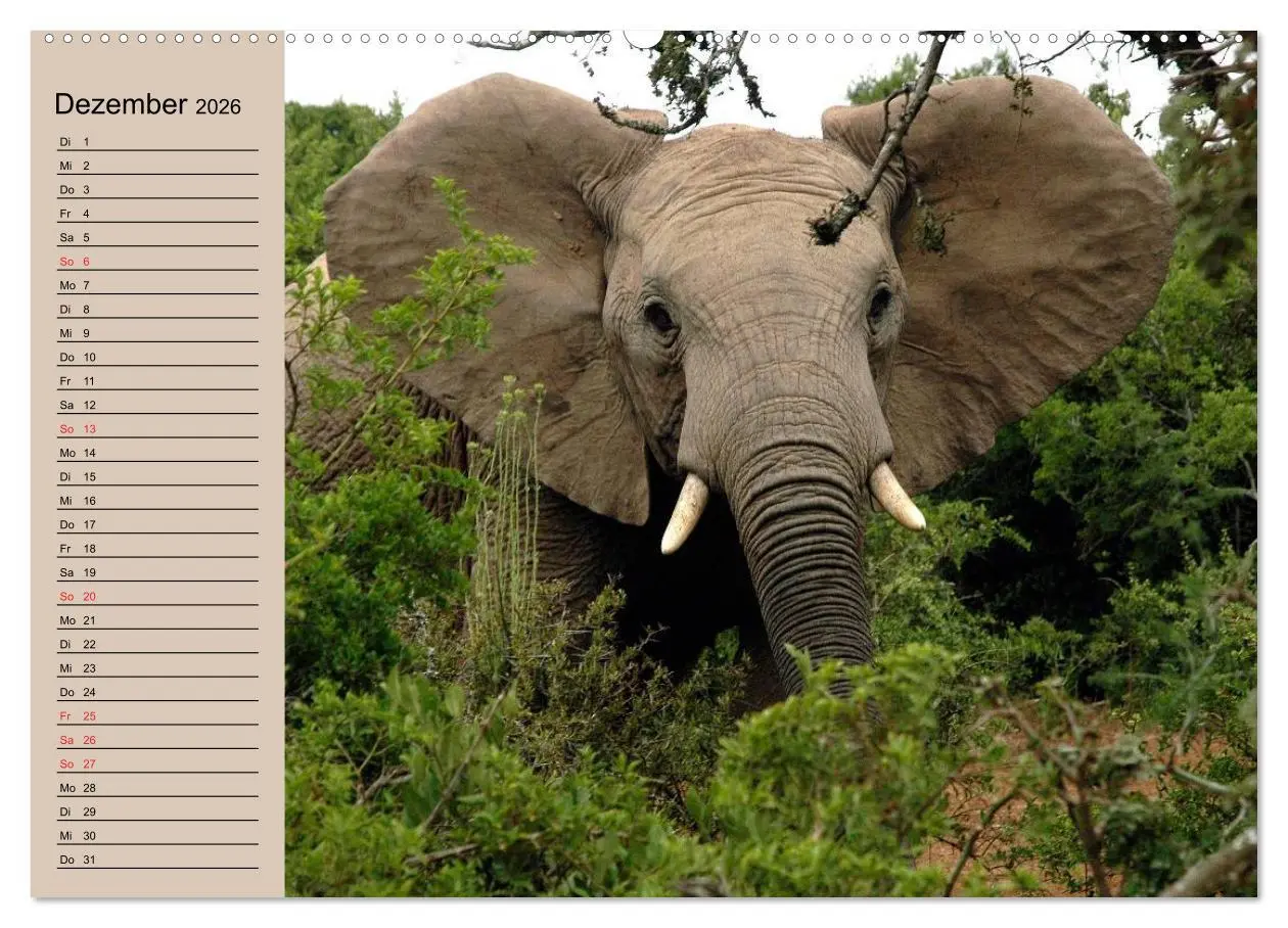 Bild: 9783457991718 | Elefanten. Sensible Rüsseltiere (Wandkalender 2026 DIN A2 quer),...