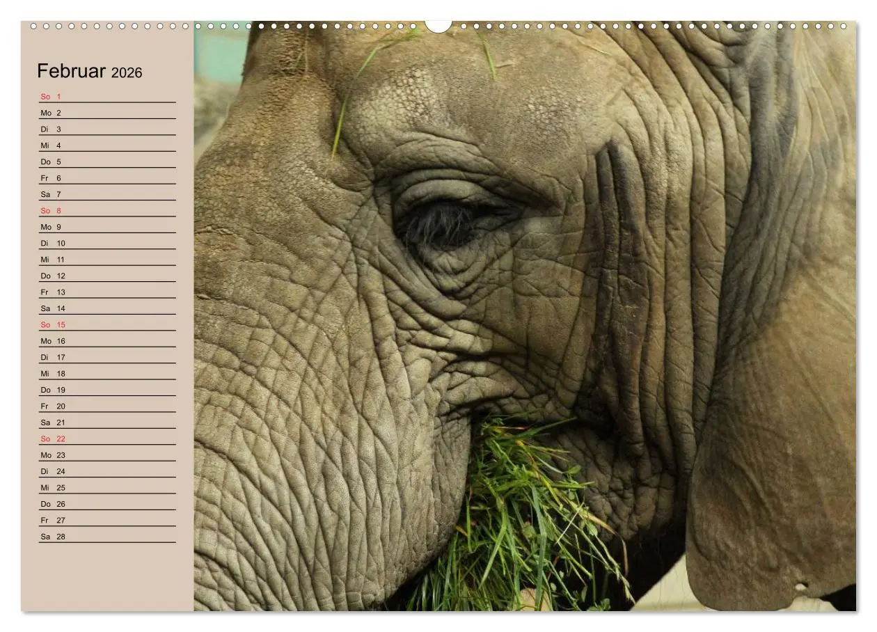 Bild: 9783457991718 | Elefanten. Sensible Rüsseltiere (Wandkalender 2026 DIN A2 quer),...