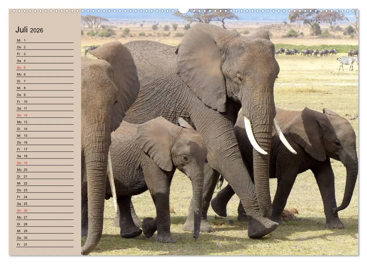 Bild: 9783457991718 | Elefanten. Sensible Rüsseltiere (Wandkalender 2026 DIN A2 quer),...