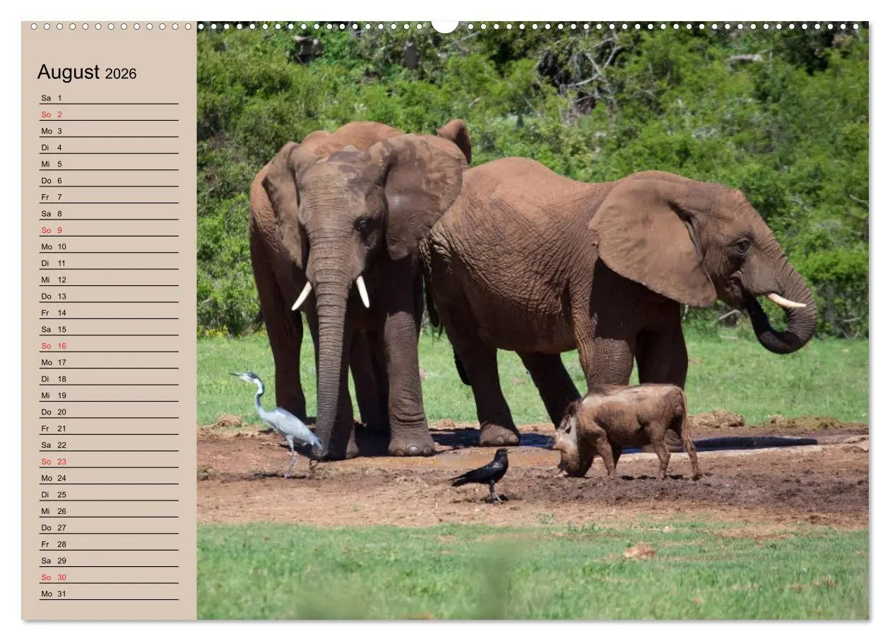 Bild: 9783457991718 | Elefanten. Sensible Rüsseltiere (Wandkalender 2026 DIN A2 quer),...