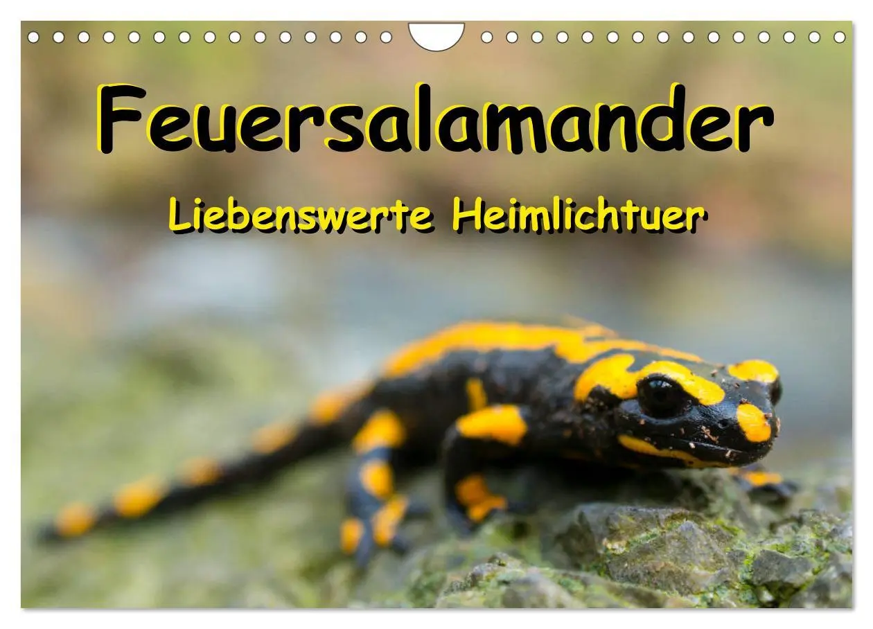 Cover: 9783457741818 | Feuersalamander - Liebenswerte Heimlichtuer (Wandkalender 2026 DIN...